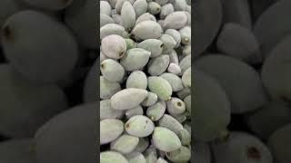 Almond#Australia Melbourne #aaalavender,,,