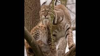 Lynx #wildlife #lynx #wildliferescue #smartsocietymysteries #hunting #nature