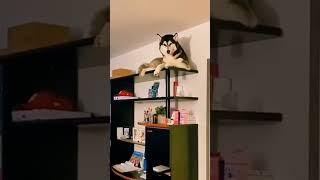 Ну допустим МЯУ  #funny #happy #like #pets #please #subscribe #животные #лайк #подпишись #счастье