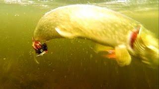 Big angry pike fish attack flies underwater: testing fishing lures.