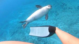 Curious Hawaiian monk seal swims with diver