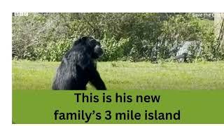 Touching Moment: Chimp Released Island Sanctuary Reunites best friend. #chimpanzee #love #friends