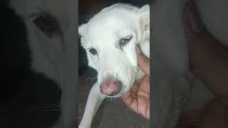 #dog #shortvideo #doglove #dogowner