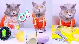 Cat Oscar‘s Weekly Life Hacks For You | Oscar’s Funny World | Funny Cat TikToks #1