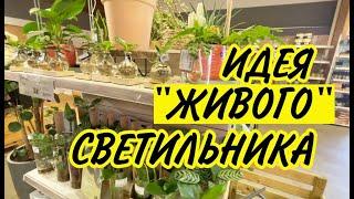 Светильник из живых цветов. Идея дизайна своими руками.