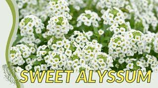 The Official Guide to SWEET ALYSSUM (Lobularia maritima)!