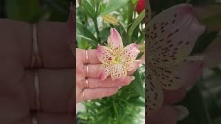 красота с негавящевым запахом .Ульяновск 89510985650 ольга .Вайбер вотсап телеграм .