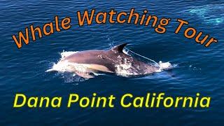 Whale Watching Dana Point | Whale Watching Newport Beach | Dana Wharf Whale Watching