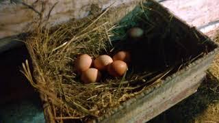 Содержание курей в сарае с выгулом. Кормлю не заходя к ним.