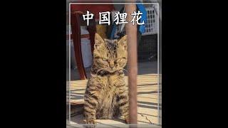 狸花貓想揍你，就算耶穌來了也攔不住 #狸花貓 #貓咪的迷惑行為 #神奇的動物在抖音 #動物科普