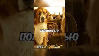 Бедную собачку измучил хозяин и хотел уб*ть #моментизфильма #фильм