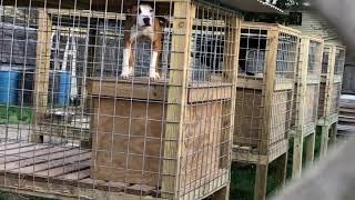 Heavy duty above ground dog pens OCG Kennels on facebook