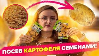 ПОСЕВ КАРТОФЕЛЯ СЕМЕНАМИ! Легко и просто!