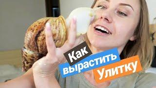 КАК ВЫРАСТИТЬ САМУЮ БОЛЬШУЮ УЛИТКУ? СМОТРЕТЬ ДО КОНЦА!