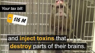 EXPOSED: NIH spent $16M+ to cripple monkeys in these wasteful tests