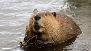 Things Worth Knowing About Beavers