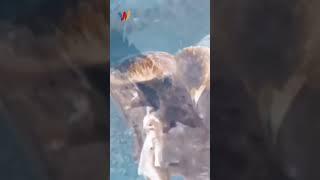 Golden Eagle's Majestic Hunt: Aerial Pursuit and Mountain Perch #animalbehavior #wildlifeshorts