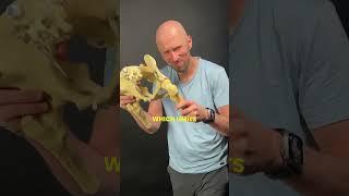 Anterior Pelvic Tilt