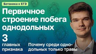 7.16. Первичное строение побега однодольных | Ботаника к ЕГЭ | Георгий Мишуровский