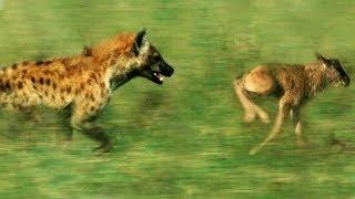 Hyena vs Baby Wildebeest | BBC Earth