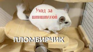 Уход и содержание шиншиллы. Игры с шиншиллой  Пломбирчик