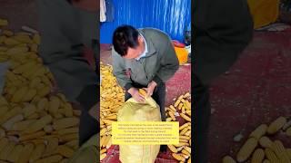 No Tools Needed! Sealing a Sack with Corn Cobs #farming #farmer #hack