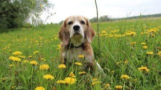 Beagle Xena | A Beautiful Life