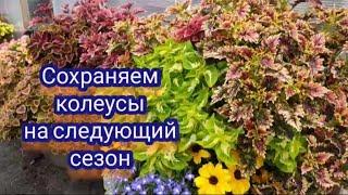 Колеусы. Самый простой способ черенкования для зимнего сохранения.