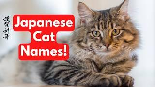 100+ Japanese Cat Names | Unique Male and Female Cat Names