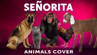 Animal sings "Senorita" - Shawn Mendes & Camila Cabello Cover