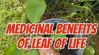 Medicinal benefits of Leaf of Life plant/ Miracle plant