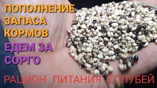 Пополнение запаса кормов. Едем за сорго. Рацион питания голубей.   Николаеские голуби.