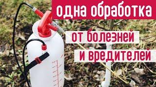 Это ПРОСТОЕ СРЕДСТВО избавит сад от болезней и вредителей. БЕЗОПАСНО И ЭФФЕКТИВНО