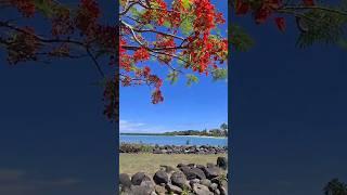 ORANGE TREE @ FIRST LANDING RESORT IN  FIJI ISLANDS  #viral #travel #fypシ #fiji #viral #beautiful