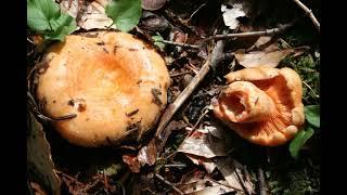 Lactarius salmonicolor