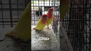 African love birds @smpets #africanlovebird #africanlovebirdbreeding #africanlovebirdpairing #bird