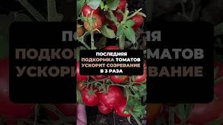 ПОСЛЕДНЯЯ подкормка ТОМАТОВ УСКОРИТ СОЗРЕВАНИЕ В 3 РАЗА