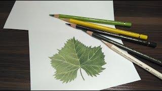 How to draw leaf with colored pencils. Timelapse-