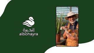 الالوفيرا مع بوعثمان العوضي ‍ | Albohayra - Bo Othman w/ Aloe Vera