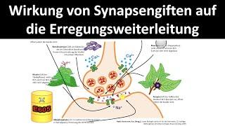 Wirkweise von Synapsengiften / Nervengiften auf die Erregungsweiterleitung [Neurobiologie, 5/5]