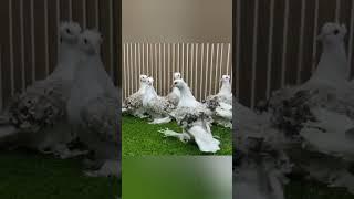 Голуби Кучерявые( Curly pigeons)