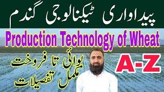 Production Technology of Wheat 2022-23 || Bilal Kanju Official