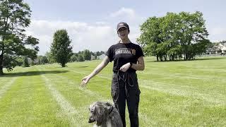 Kayla H--Suburban K9 Chicago Dog Trainer