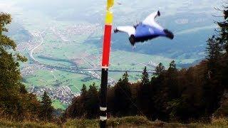 Alexander Polli Wingsuit Downhill Gate Bashing: Precision Of Human Flight