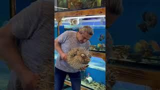 ÖLDÜM ÖLDÜM DİRİLDİM , puffer fish balon balığı