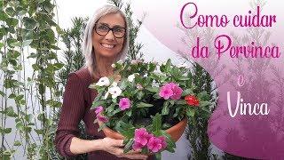 Como cuidar da Vinca e Pervinca | Flávia Kremer