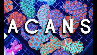 Acans, Acans, and more ACANS Corals