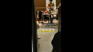 #伯恩山犬 見媽媽出國回家當機 仔細確認→激動轉圈＋飛撲 #寵物｜#寵物雲 #shorts