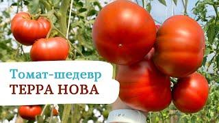 Томат - шедевр ТЕРРА НОВА