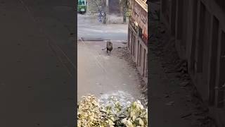 Big lion in streetlion attack in street#petlover #animals #lion #attack #bigcatswildlife